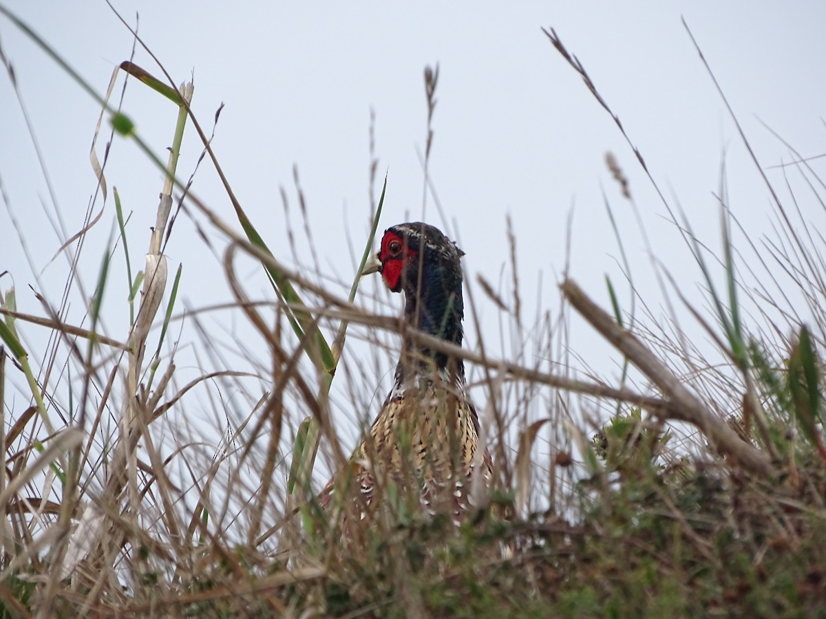 Ring-necked Pheasant - ML492086911