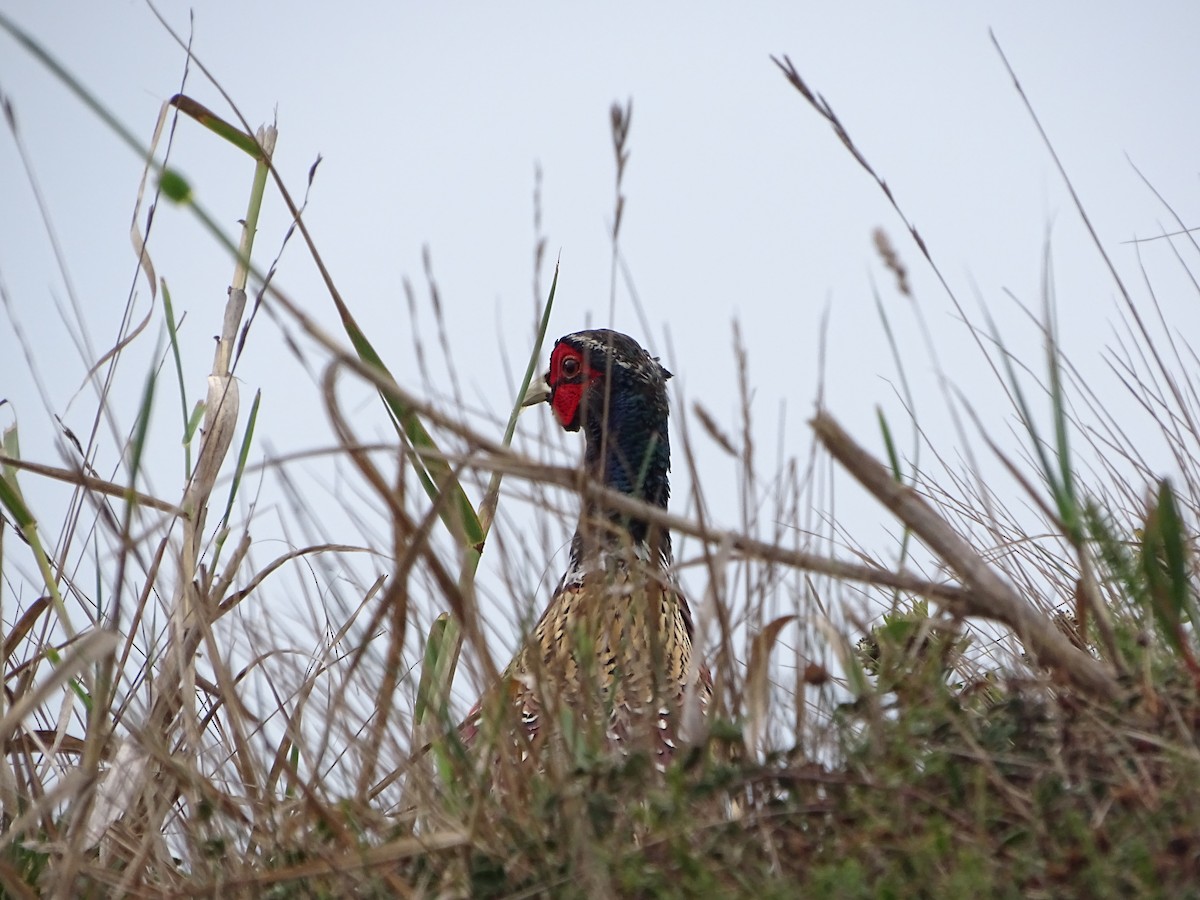 Ring-necked Pheasant - ML492086921