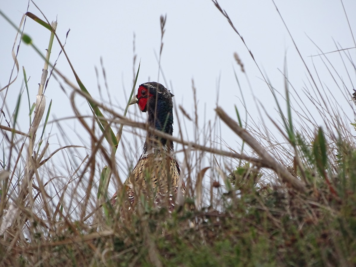 Ring-necked Pheasant - ML492086931
