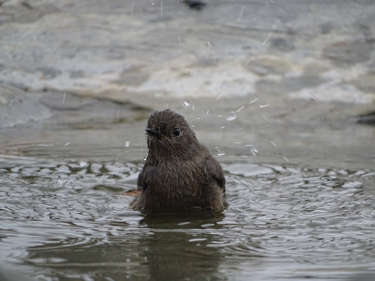 Black Redstart - ML492087021