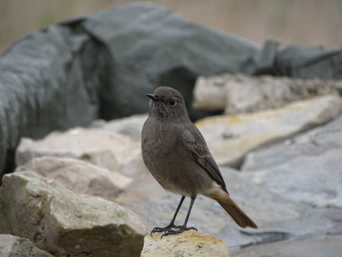 Black Redstart - ML492087161