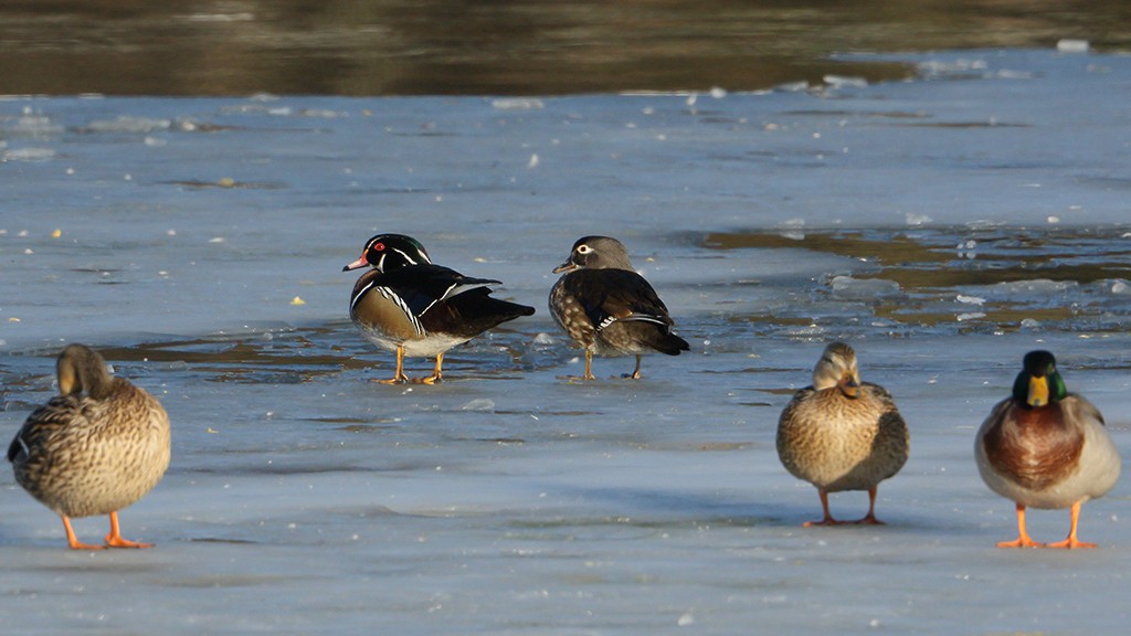 Wood Duck - ML49208731