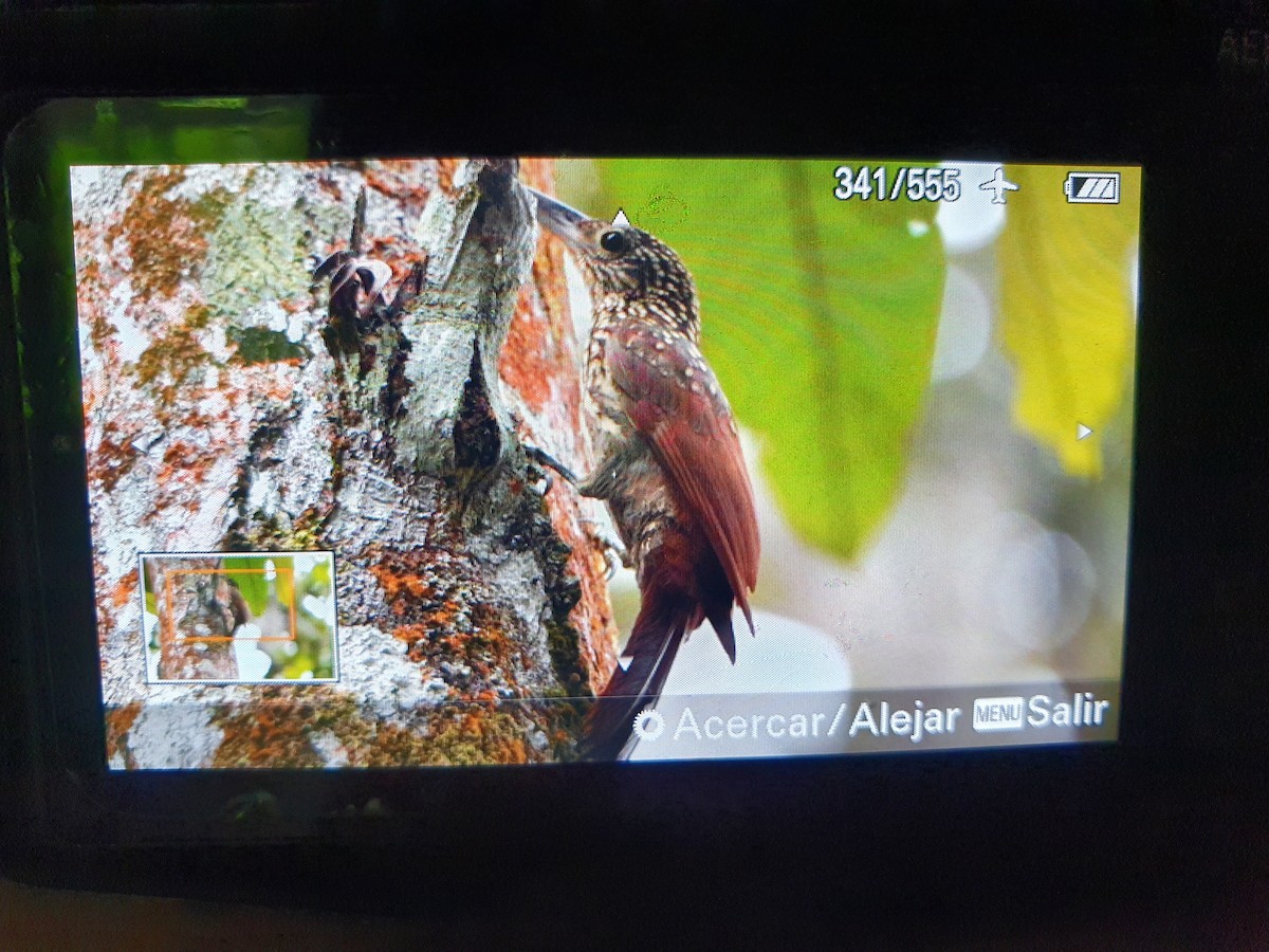 Black-striped Woodcreeper - ML492088731