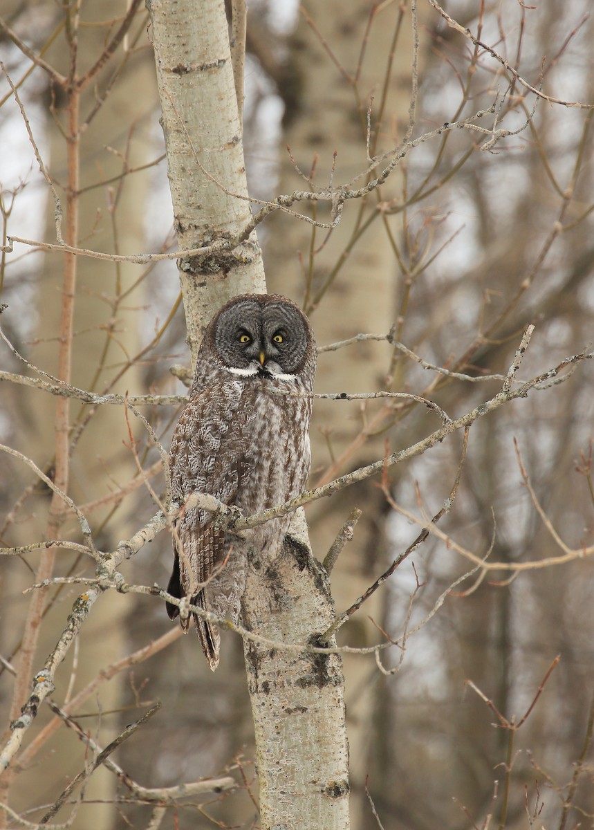 Great Gray Owl - Tim Lenz