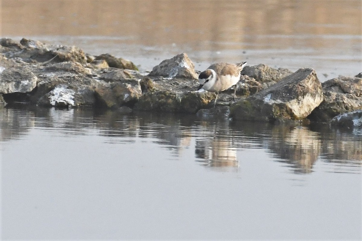 White-fronted Plover - ML492090221