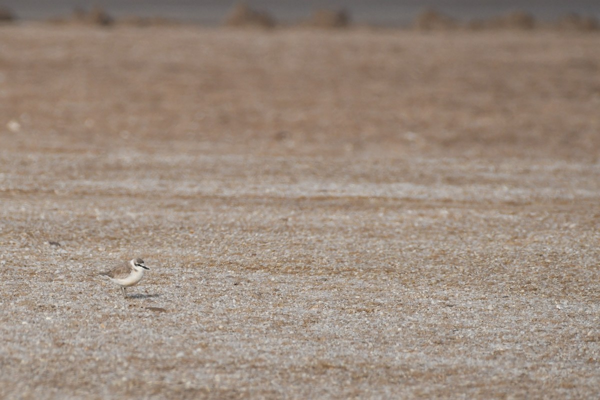 White-fronted Plover - ML492090241