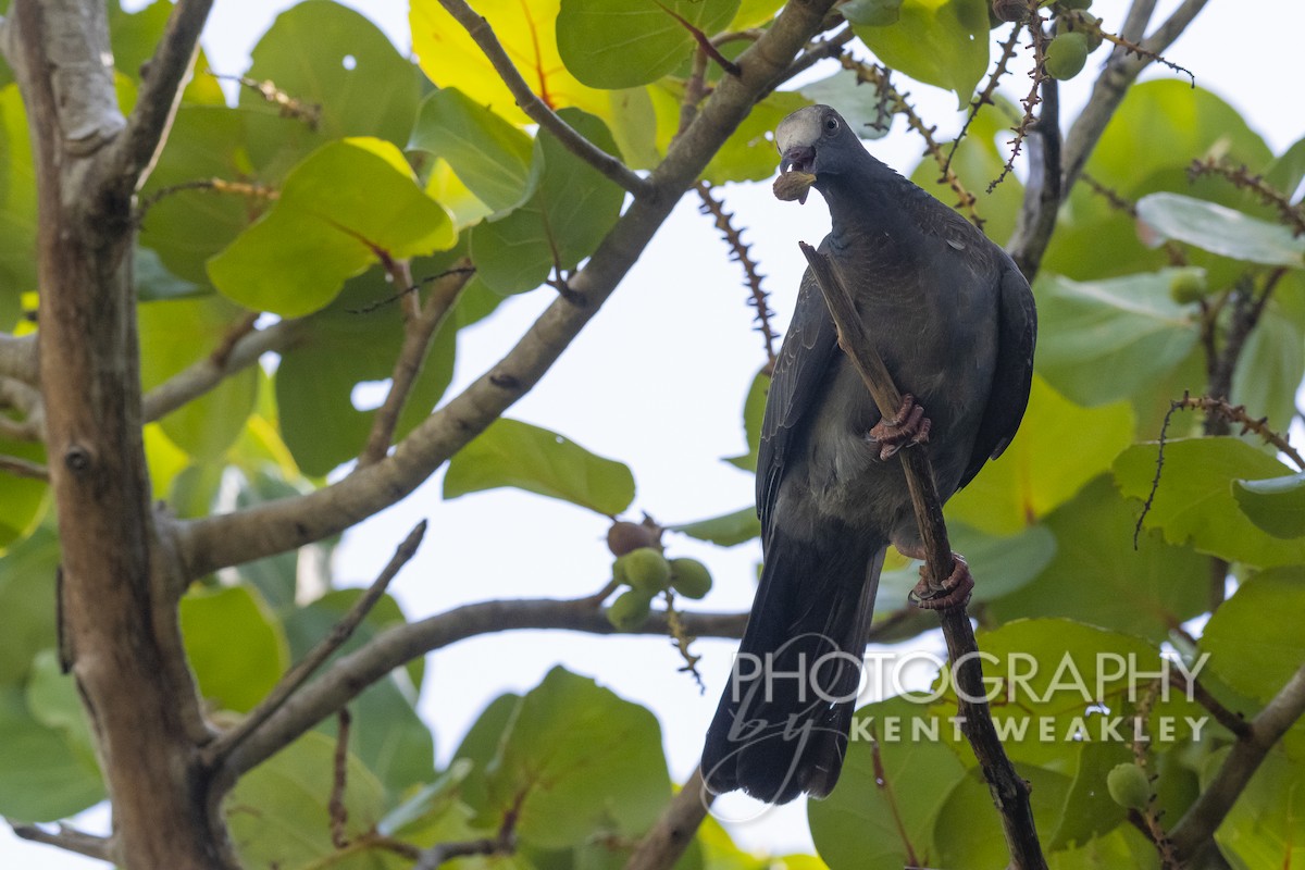 White-crowned Pigeon - ML492090671