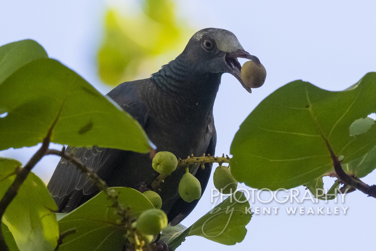 White-crowned Pigeon - ML492090681