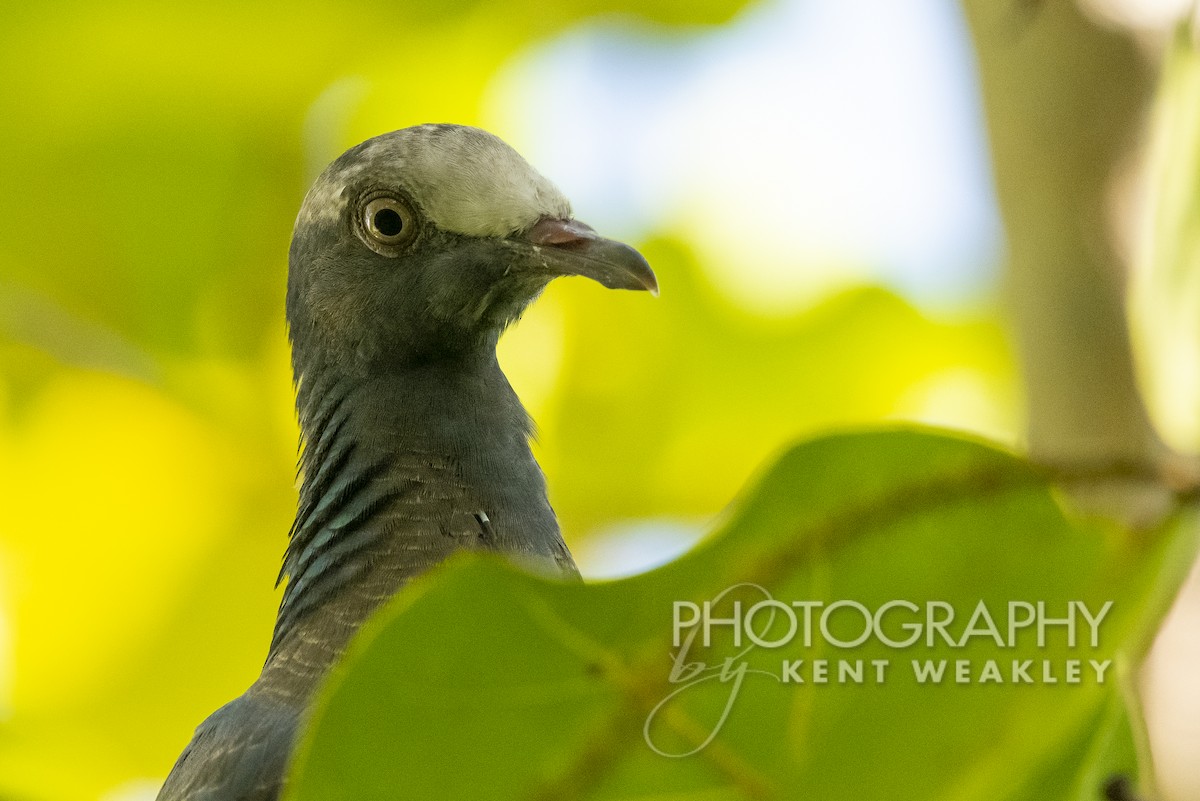 White-crowned Pigeon - ML492090691