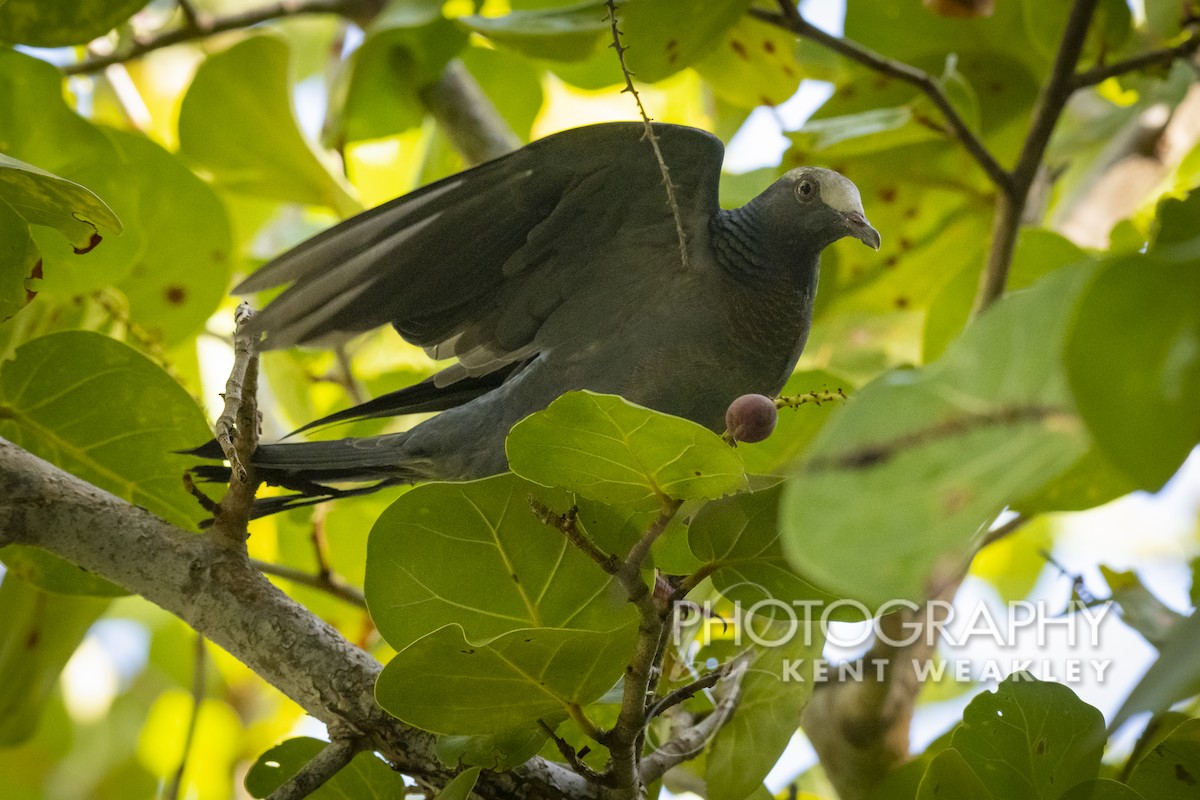 White-crowned Pigeon - ML492090701