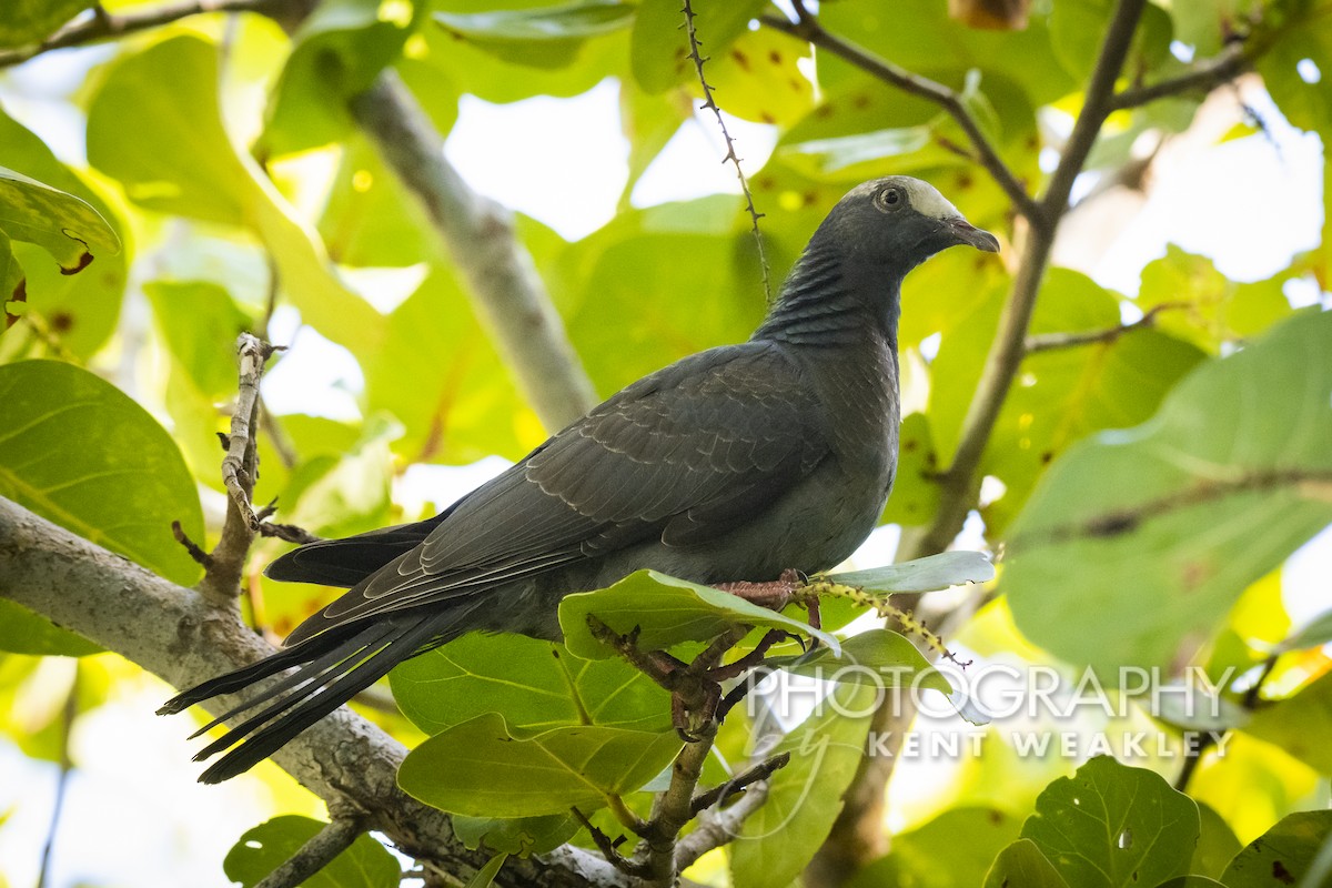 White-crowned Pigeon - ML492090711