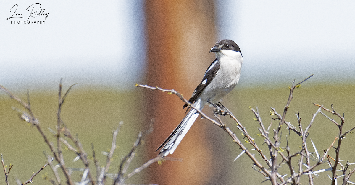 Southern Fiscal - ML492091181