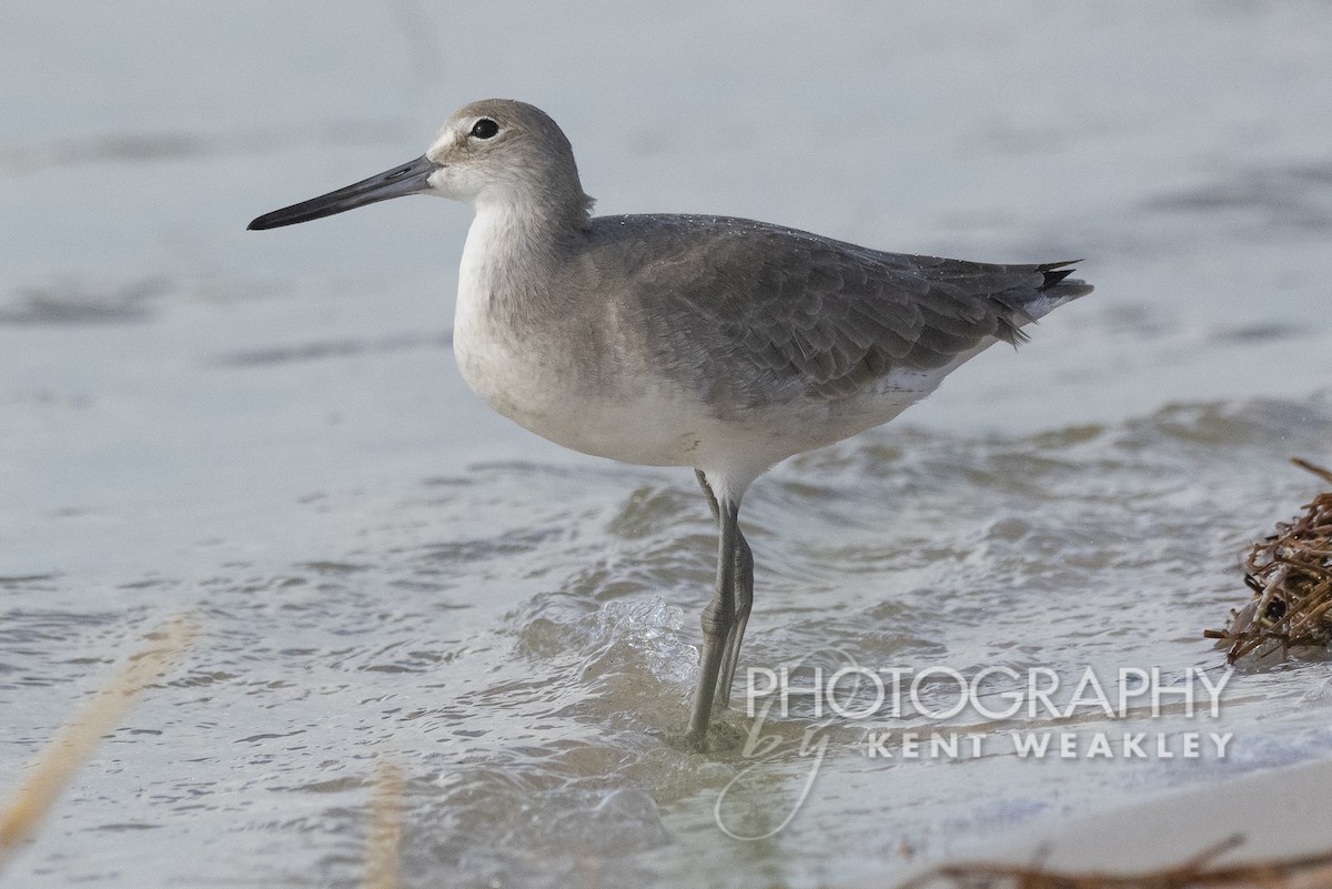 Willet - ML492091191