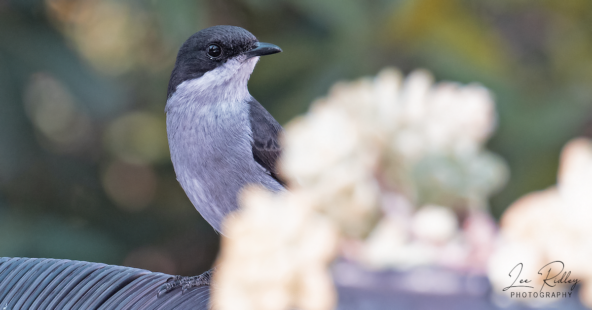 Fiscal Flycatcher - ML492091291