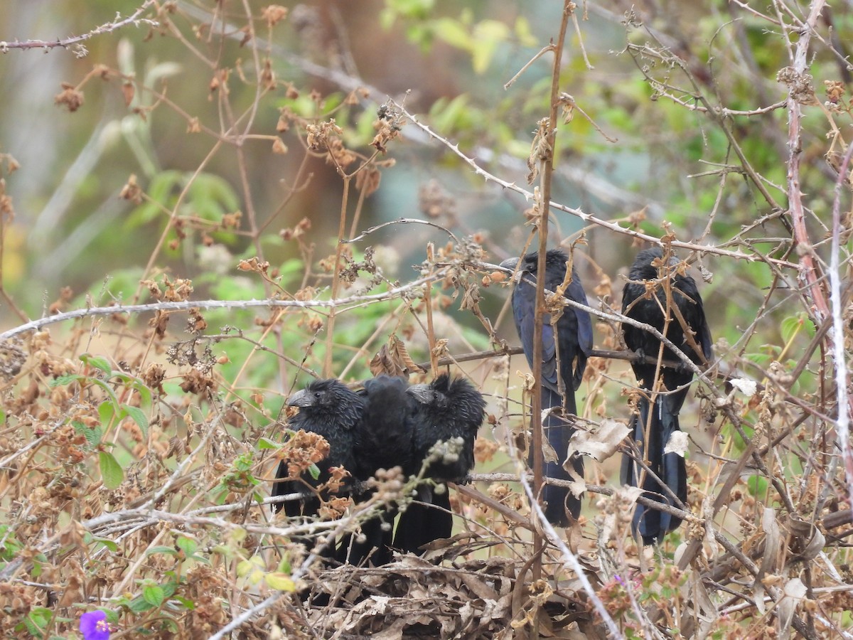 Groove-billed Ani - ML492091431