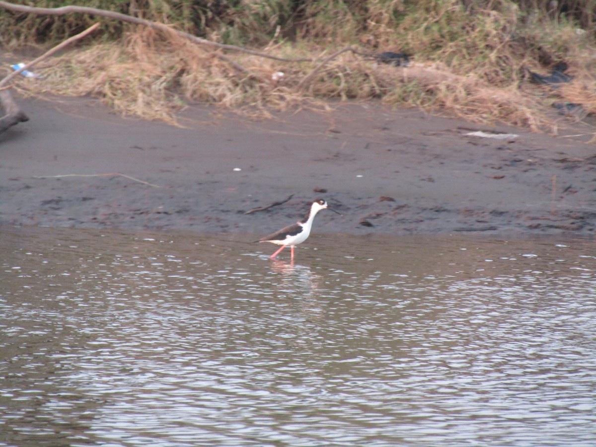 Black-necked Stilt - ML492091481