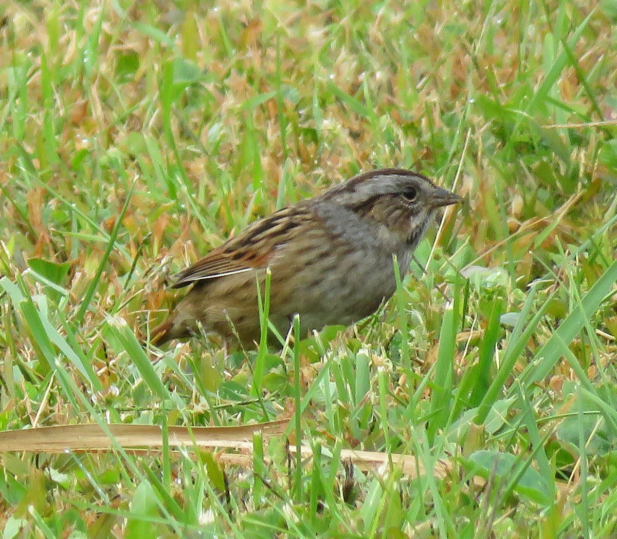 Swamp Sparrow - ML492092721
