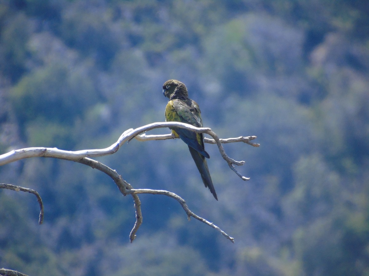 Burrowing Parakeet - ML492092911