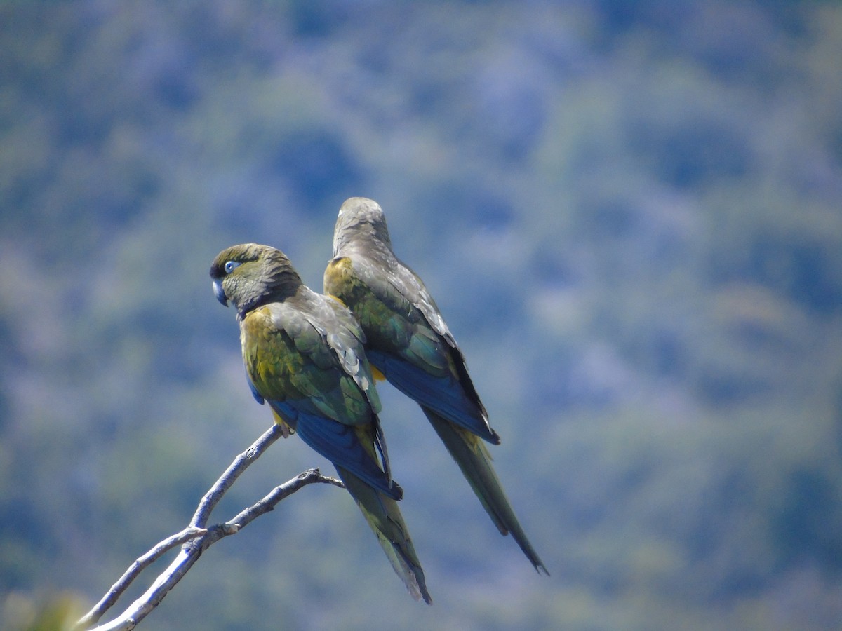 Burrowing Parakeet - Jose pablo Pavez farias