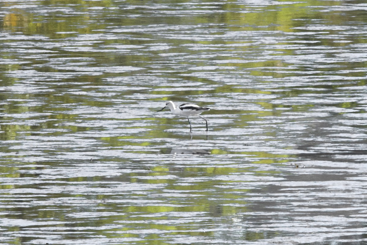 American Avocet - ML492093221