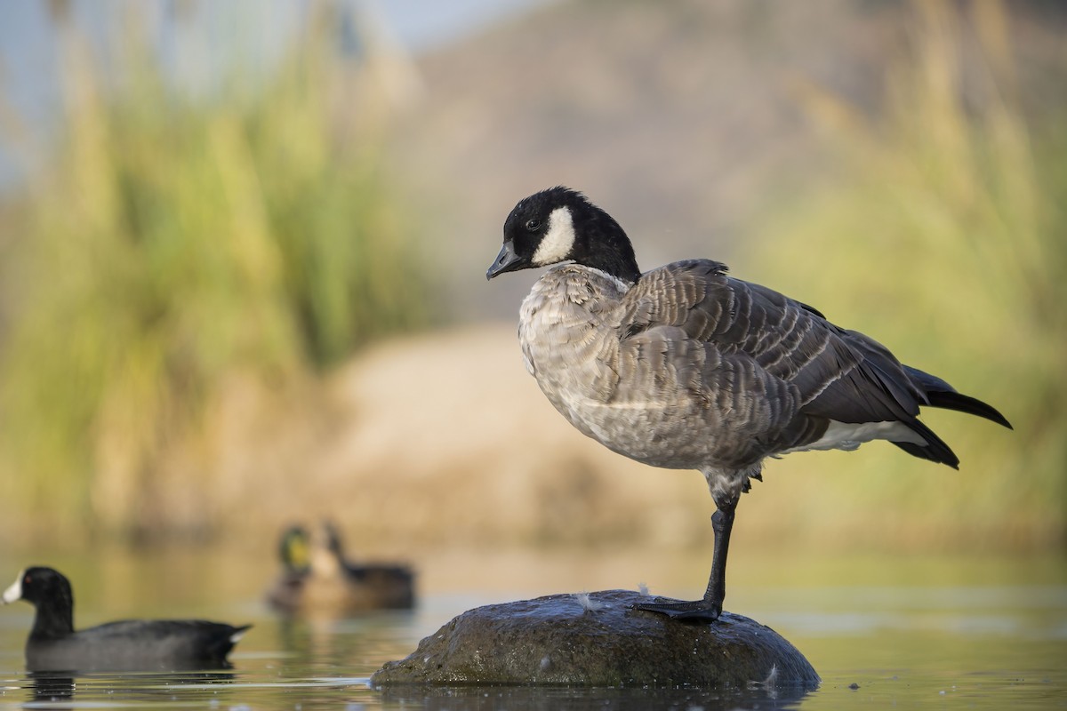 Cackling Goose - Anonymous