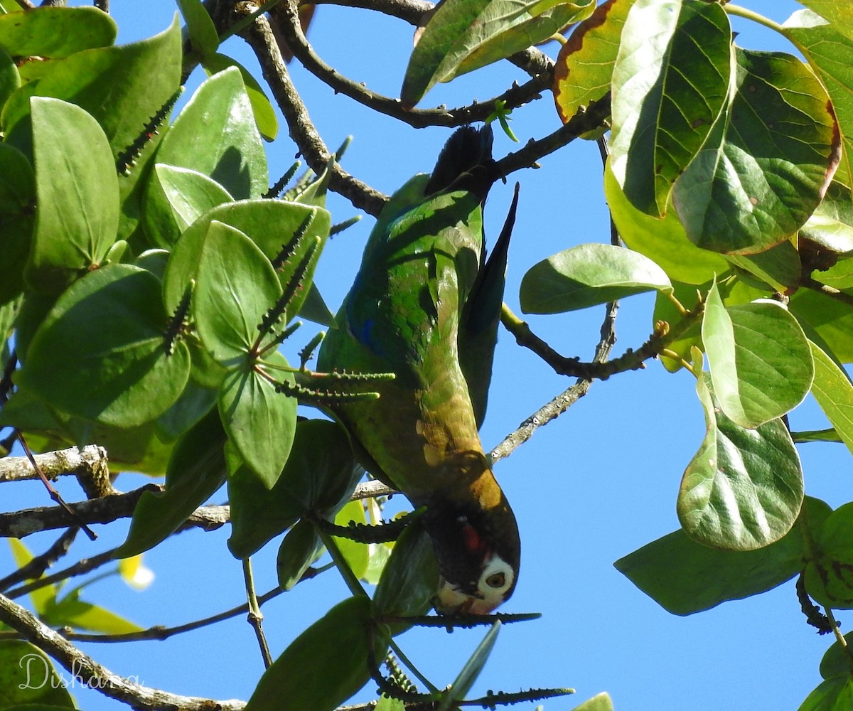 Brown-hooded Parrot - ML492094221