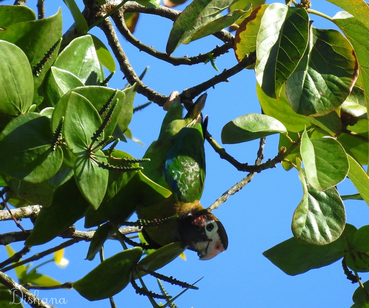 Brown-hooded Parrot - ML492094231