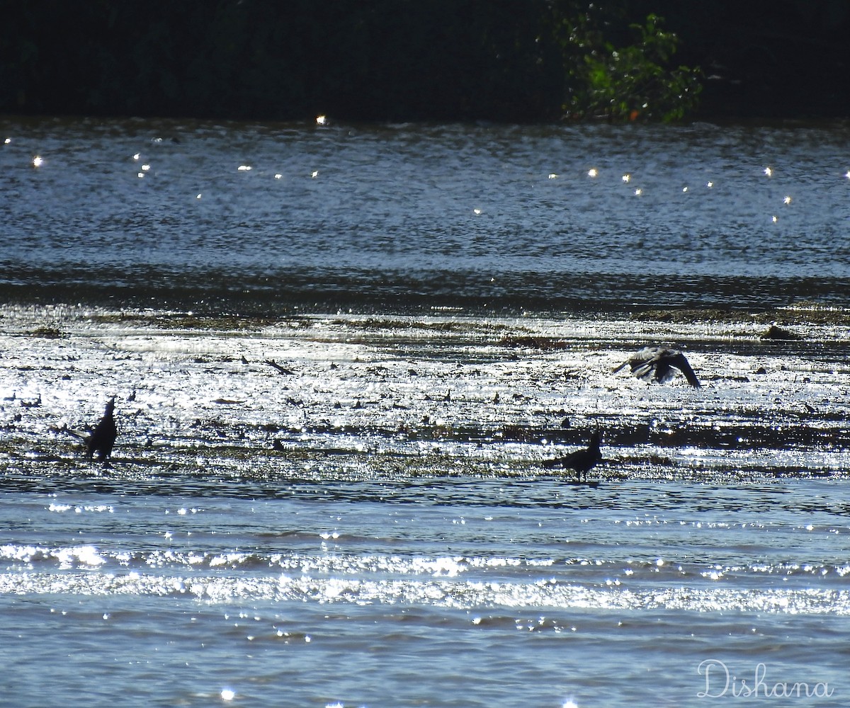 Magnificent Frigatebird - ML492094561