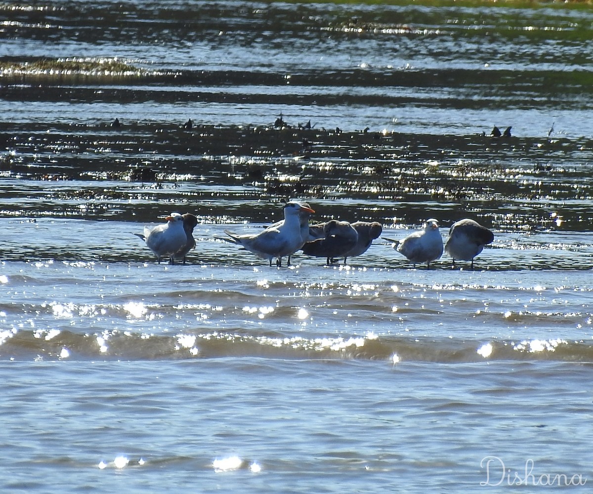 Royal Tern - ML492094611