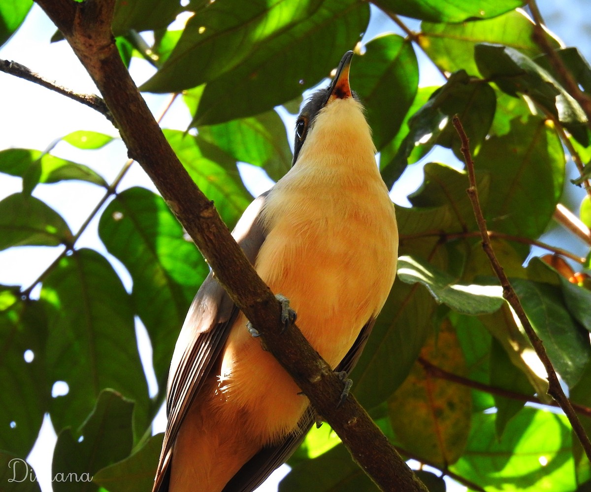 Mangrovekuckuck - ML492094821