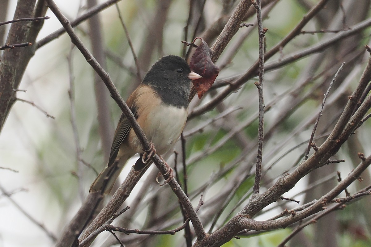 Dark-eyed Junco - ML492095231