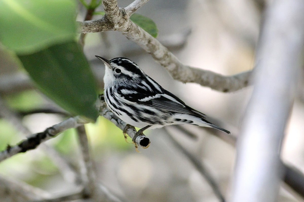 Black-and-white Warbler - ML492095981