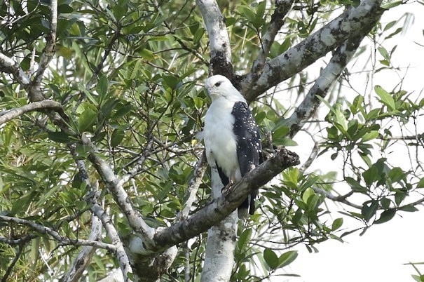 White Hawk - Knut Hansen