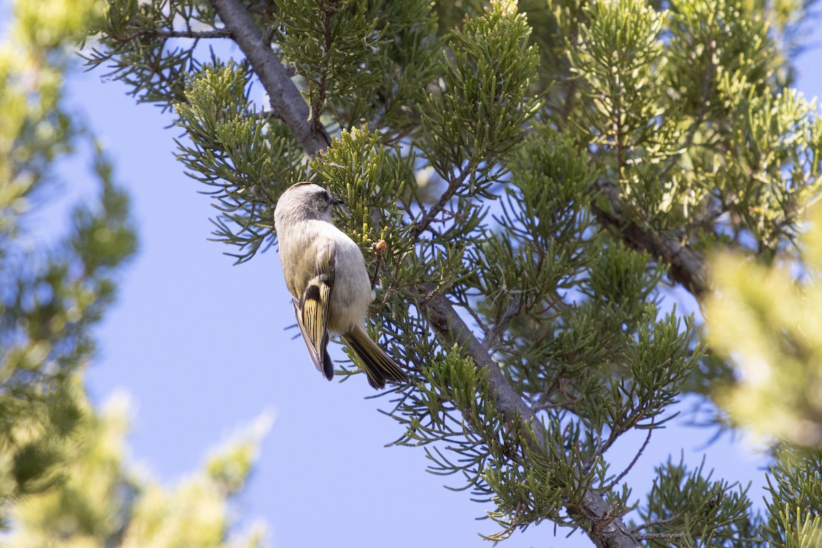 Golden-crowned Kinglet - ML492096331
