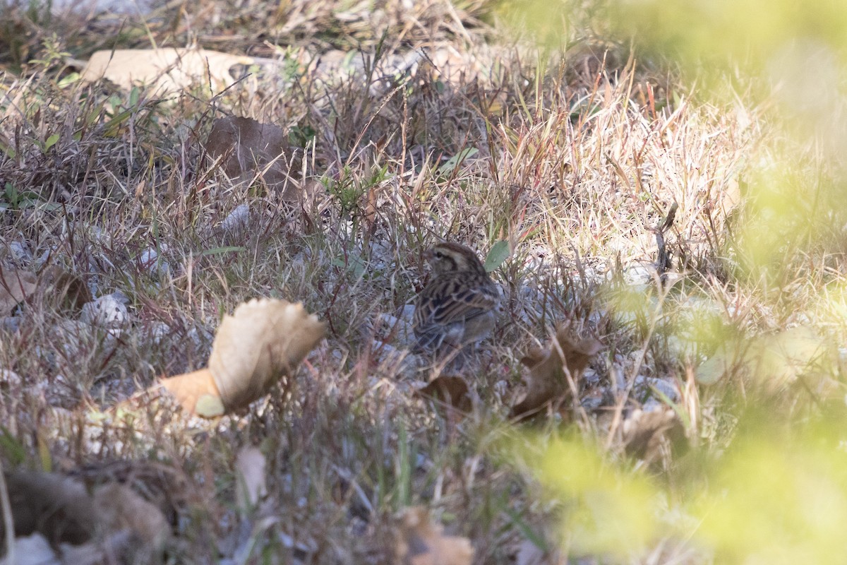 Chipping Sparrow - ML492096671