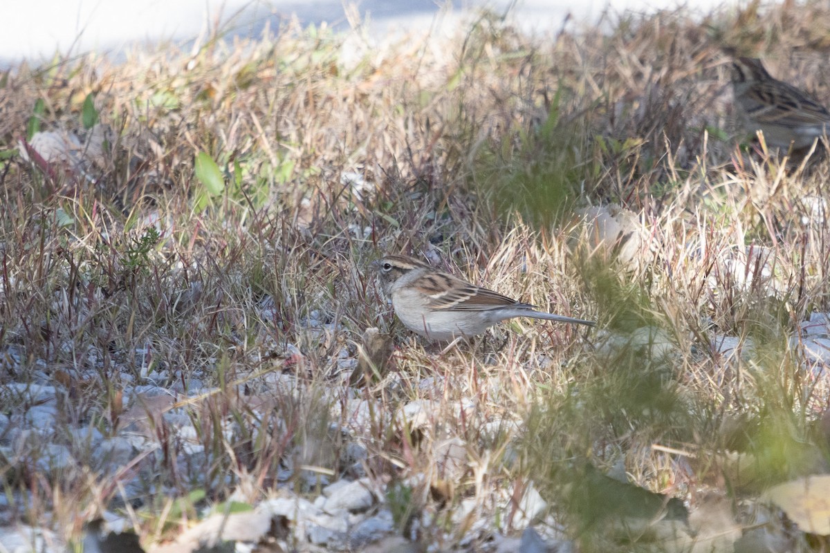 Chipping Sparrow - ML492096681