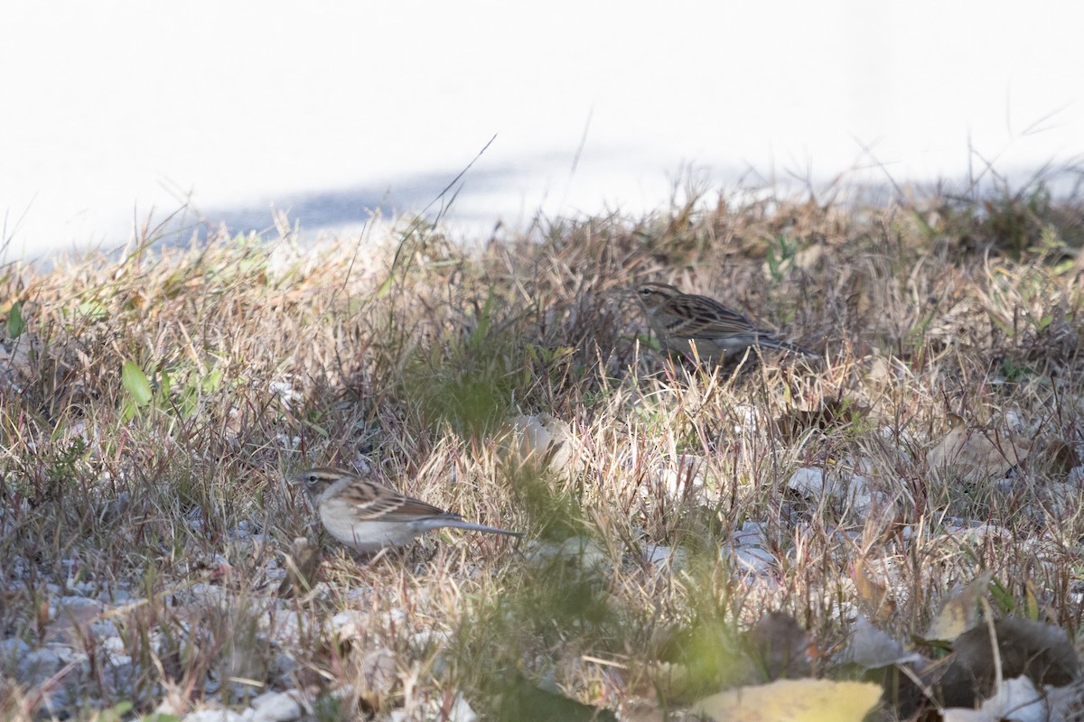 Chipping Sparrow - ML492096691