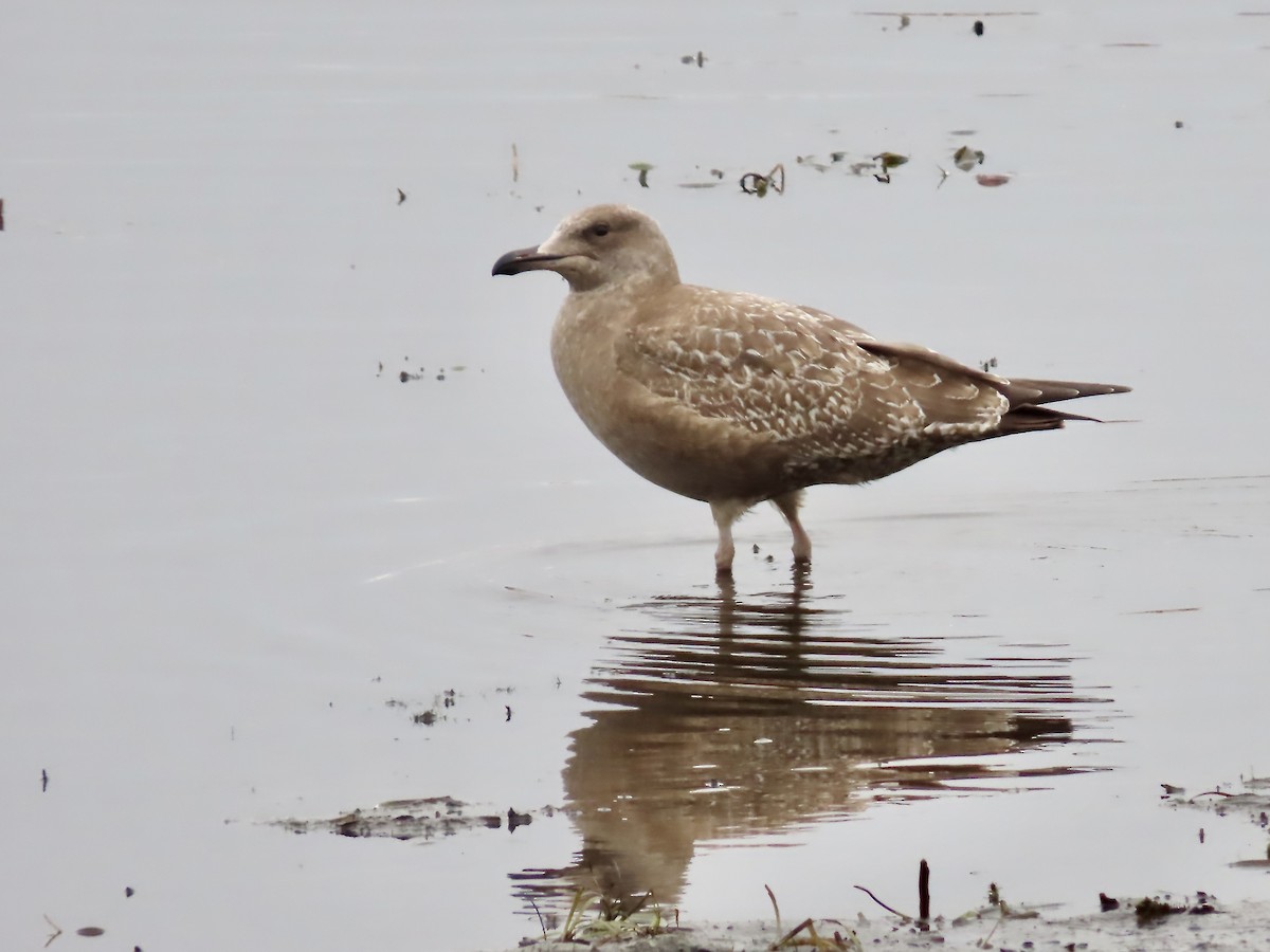 Herring Gull - Marjorie Watson