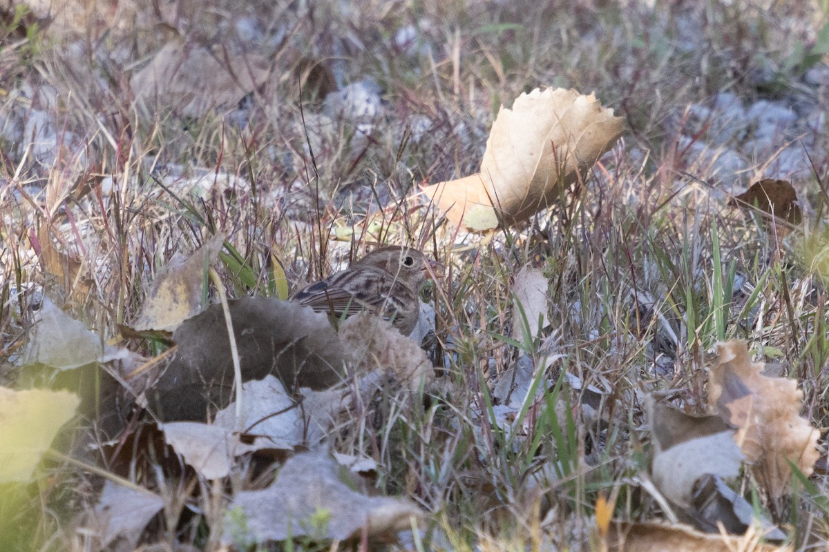 Field Sparrow - ML492096821