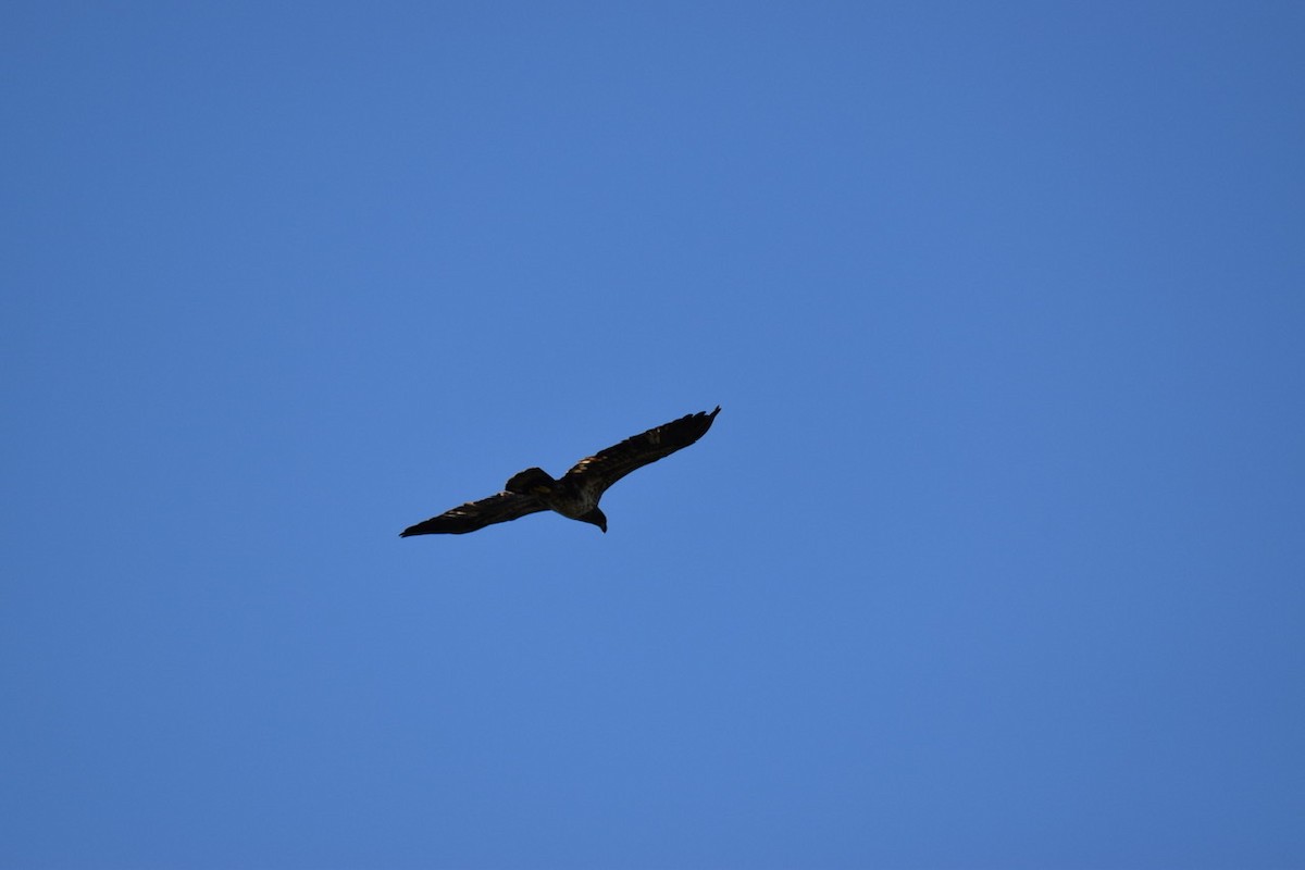 Bald Eagle - ML492097751