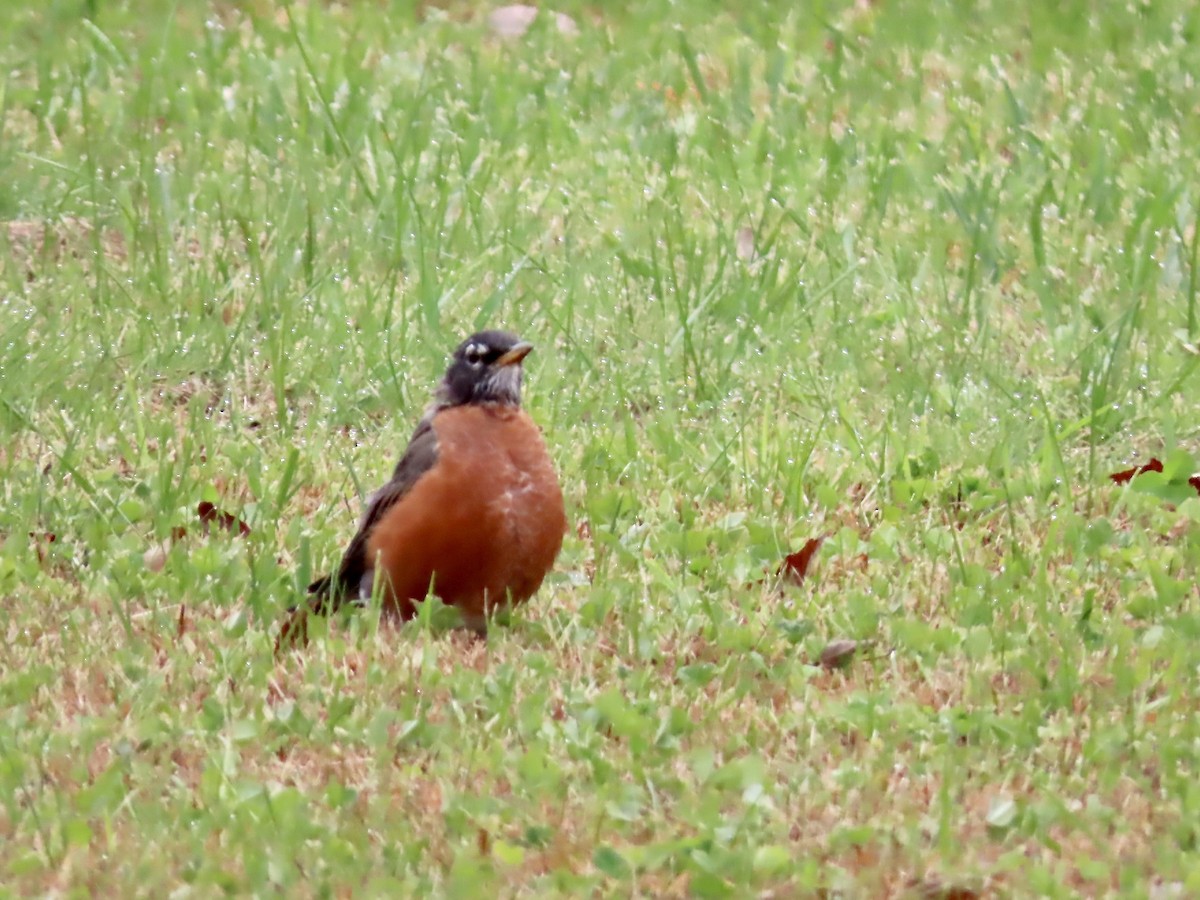 American Robin - Marjorie Watson