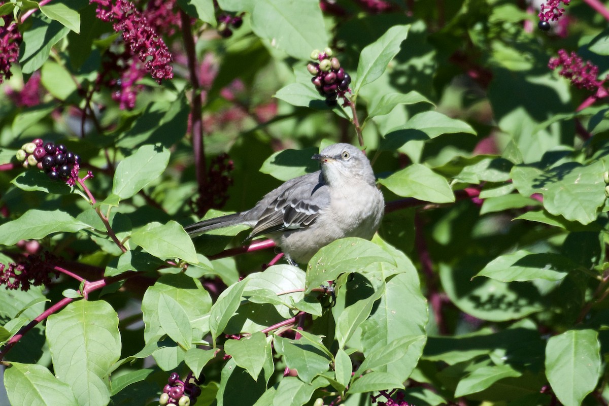 Northern Mockingbird - Bill Reaume