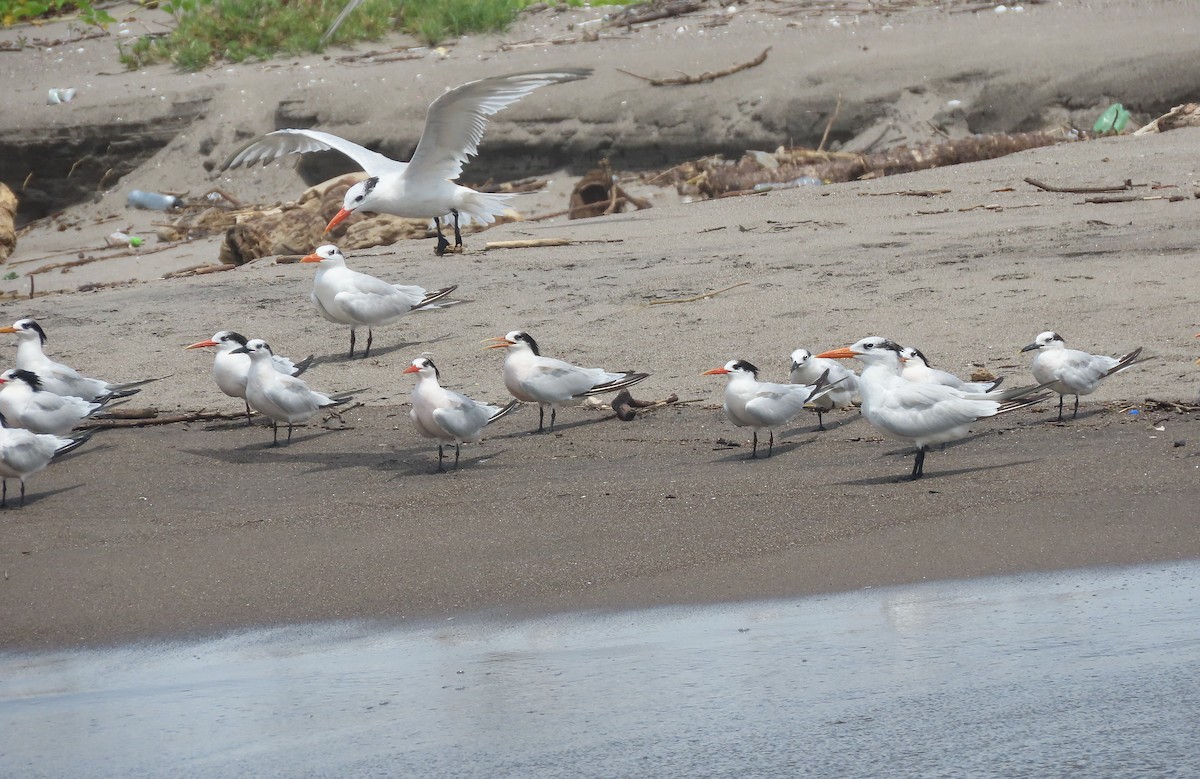 Elegant Tern - Alfonso Auerbach