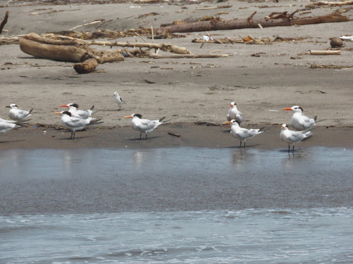 Elegant Tern - Alfonso Auerbach