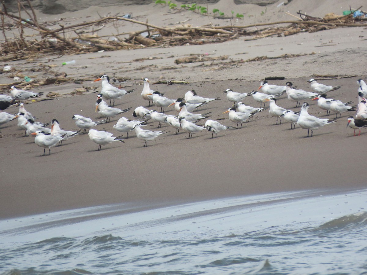 Elegant Tern - ML492098381