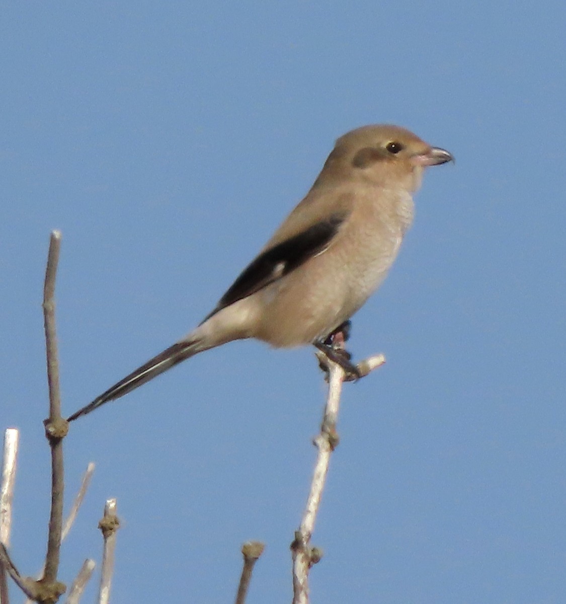 Northern Shrike - Cathleen Burns