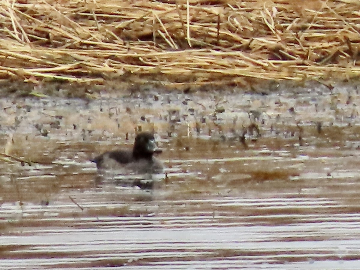 Ring-necked Duck - ML492098681