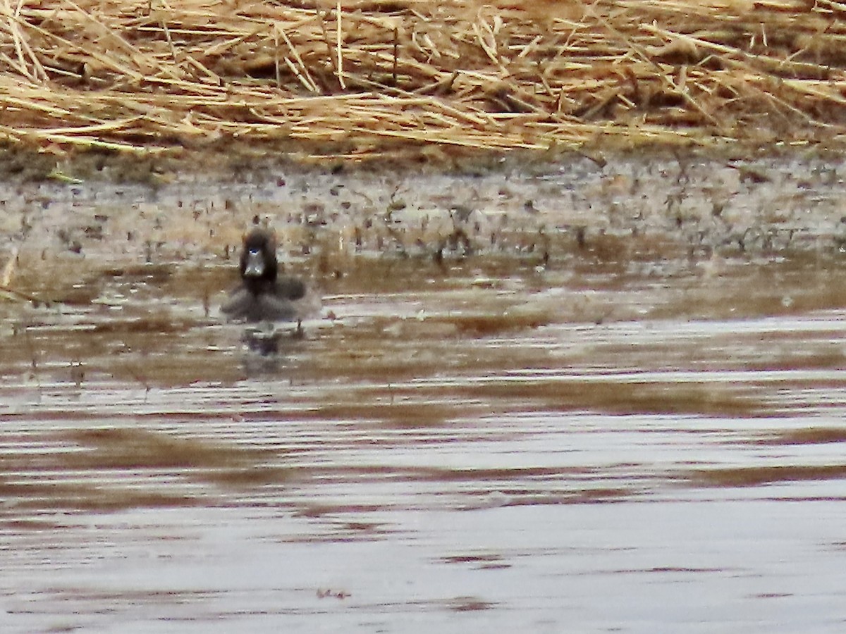 Ring-necked Duck - ML492098691