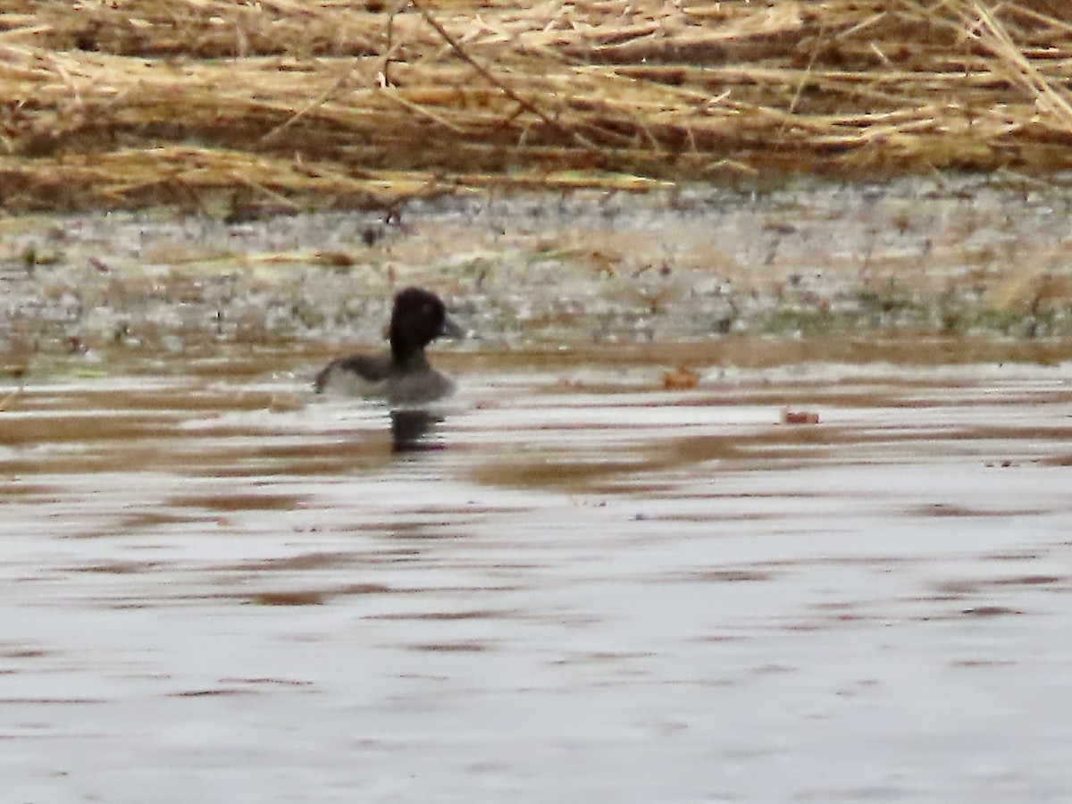 Ring-necked Duck - ML492098701