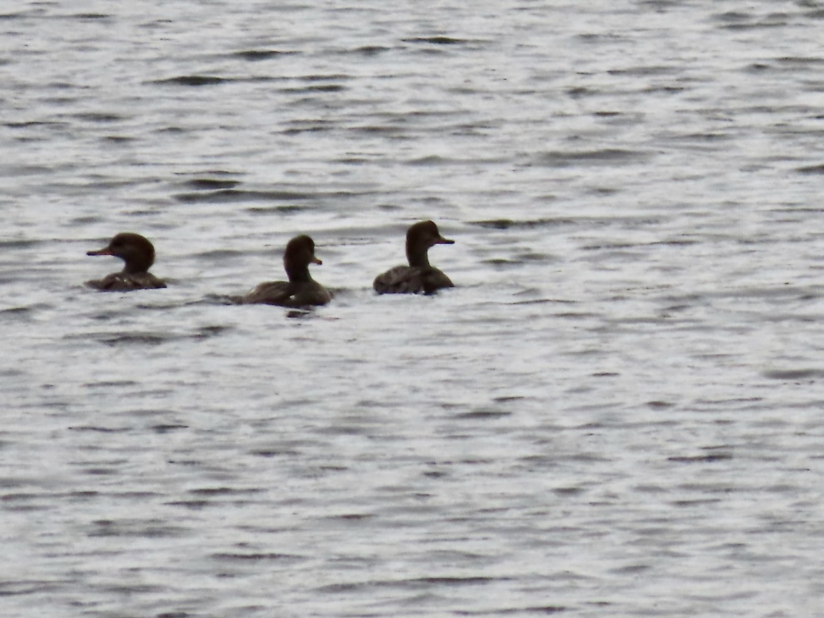 Hooded Merganser - ML492098771